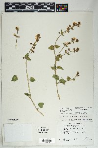 Mirabilis laevis var. villosa image