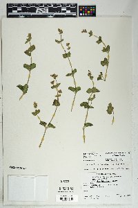 Mirabilis laevis var. villosa image