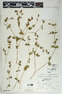 Mirabilis laevis image