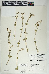 Mirabilis laevis var. villosa image