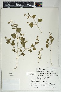 Mirabilis laevis image