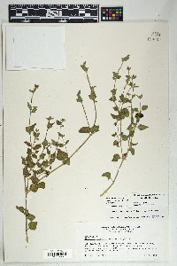 Mirabilis laevis var. villosa image