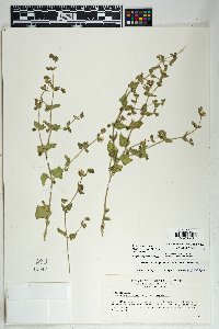 Astragalus tephrodes image