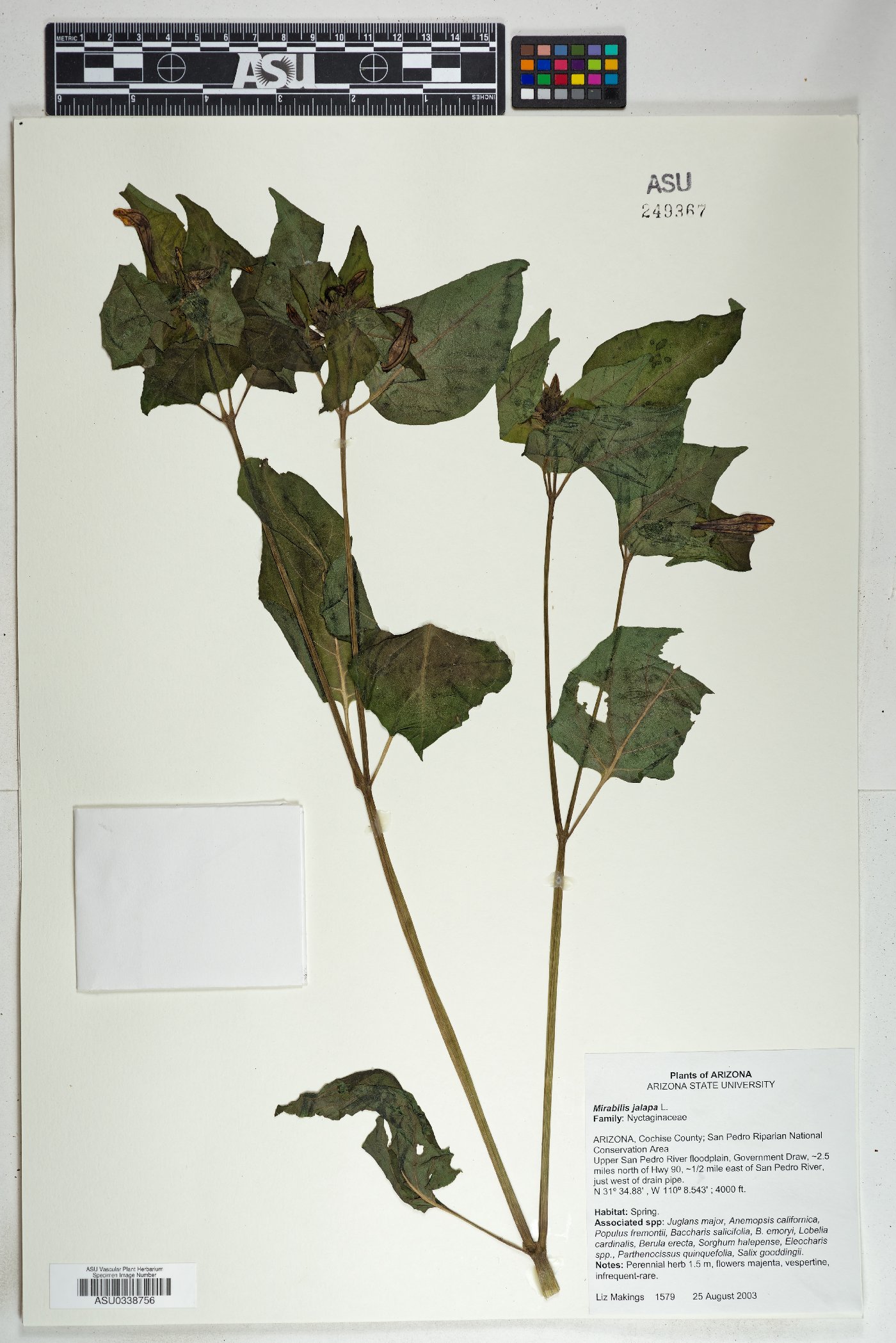 Mirabilis jalapa image