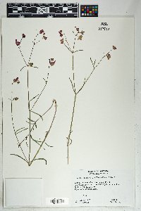 Mirabilis coccinea image