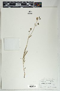 Mirabilis linearis var. decipiens image