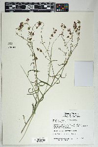 Mirabilis coccinea image