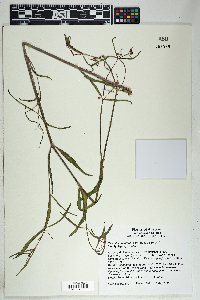 Mirabilis coccinea image