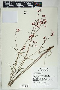 Mirabilis coccinea image