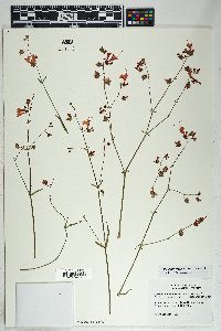 Mirabilis coccinea image