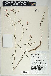 Mirabilis coccinea image