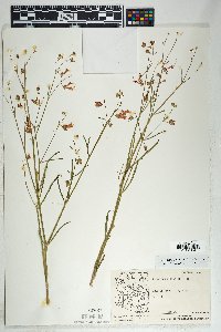 Mirabilis coccinea image