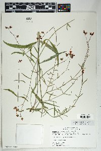 Mirabilis coccinea image