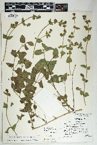 Mirabilis laevis image