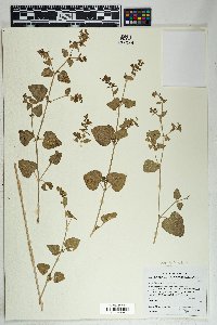 Mirabilis laevis var. villosa image