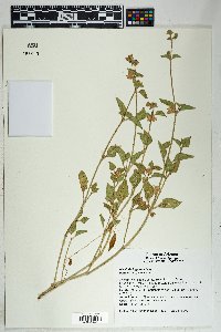 Mirabilis laevis var. villosa image