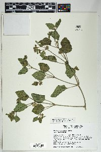 Mirabilis pumila image