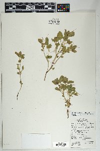 Mirabilis albida image