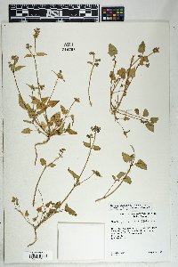 Mirabilis albida image