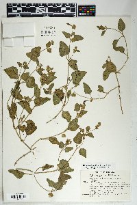 Mirabilis albida image