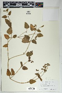 Mirabilis albida image