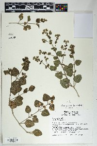 Mirabilis pumila image