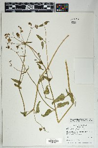 Mirabilis albida image