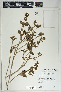 Mirabilis albida image