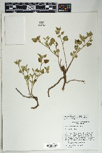 Mirabilis albida image