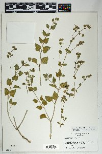 Mirabilis albida image