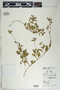 Mirabilis albida image