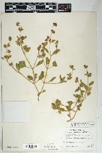 Mirabilis albida image