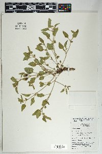 Mirabilis albida image