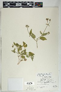 Mirabilis albida image