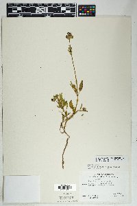 Mirabilis albida image