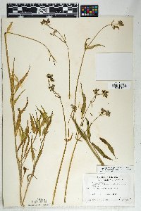 Mirabilis albida image