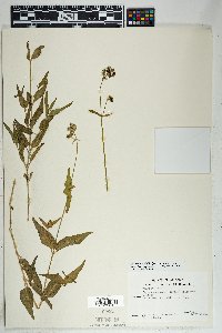 Mirabilis albida image