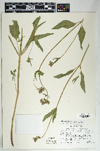 Mirabilis albida image