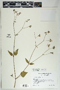 Mirabilis albida image