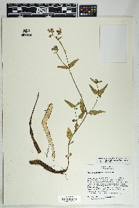 Mirabilis albida image