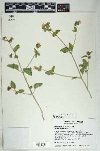 Mirabilis albida image