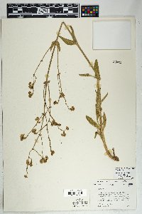 Mirabilis albida image