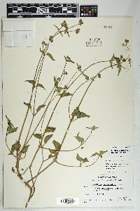 Mirabilis albida image