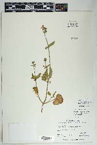 Mirabilis albida image