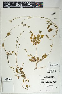 Mirabilis albida image