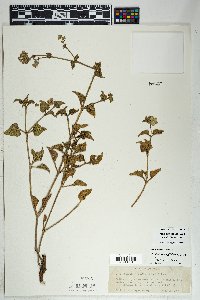 Mirabilis albida image