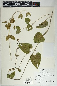 Mirabilis albida image