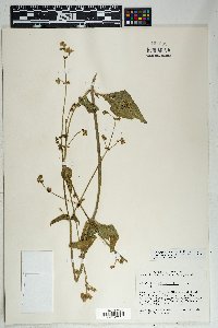 Mirabilis albida image