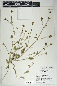 Mirabilis albida image