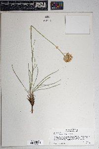 Hymenoxys bigelovii image